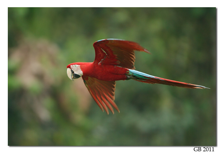 RED AND GREEN MACAW
